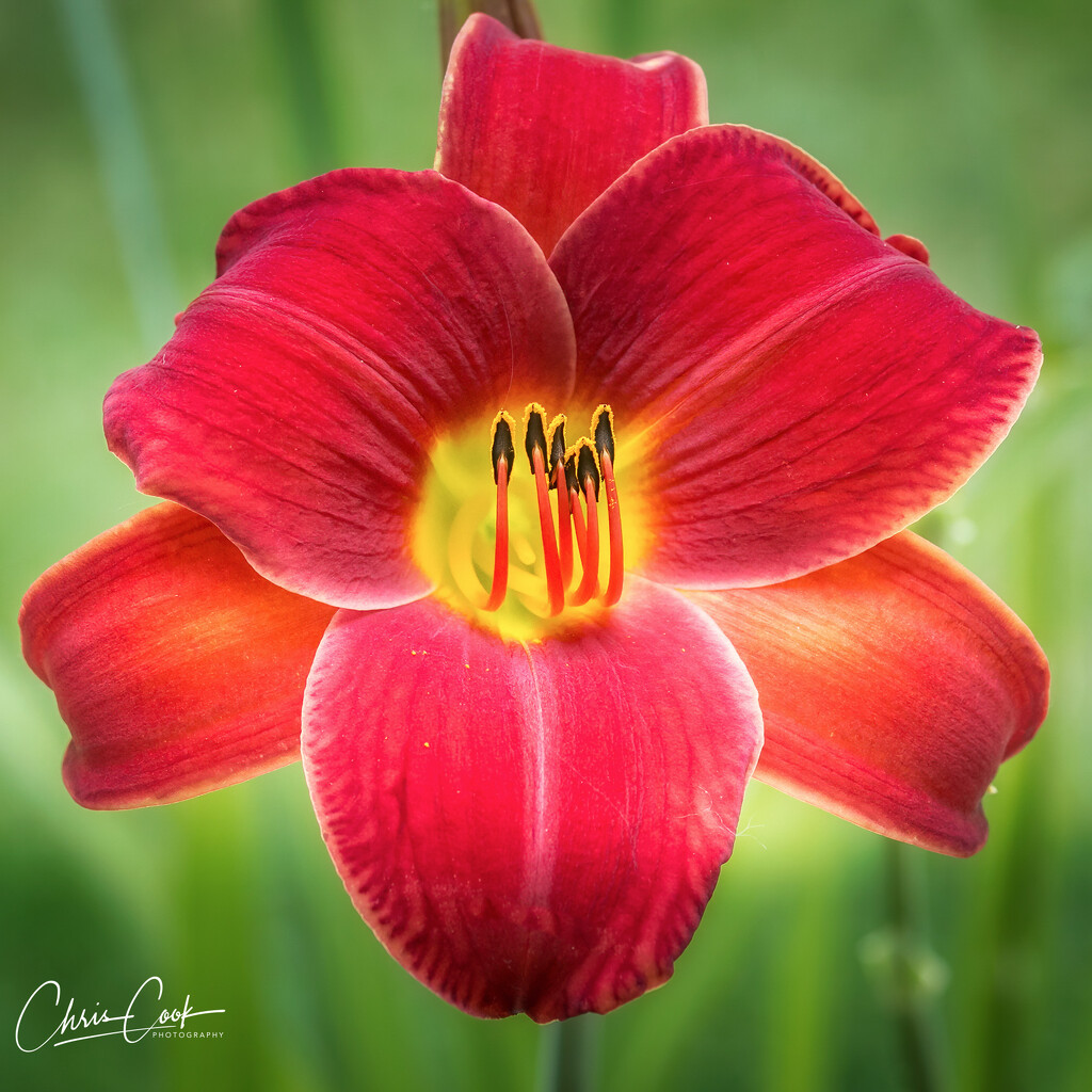 Day Lily by cdcook48