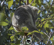 9th Jul 2021 - anyone lose their koala?