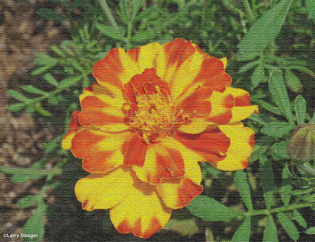 Marigold Artistic processing by larrysphotos