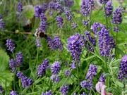 9th Jul 2021 - Lavender with bees