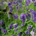Lavender with bees by snowy