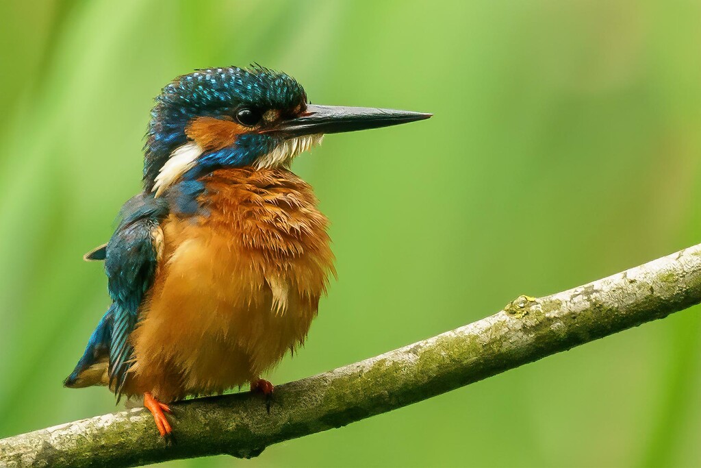 Kingfisher  by padlock