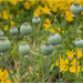 Poppy Seed Pods by pcoulson