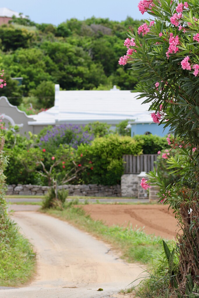 Sweet little lane to the farm shop. by lisasavill