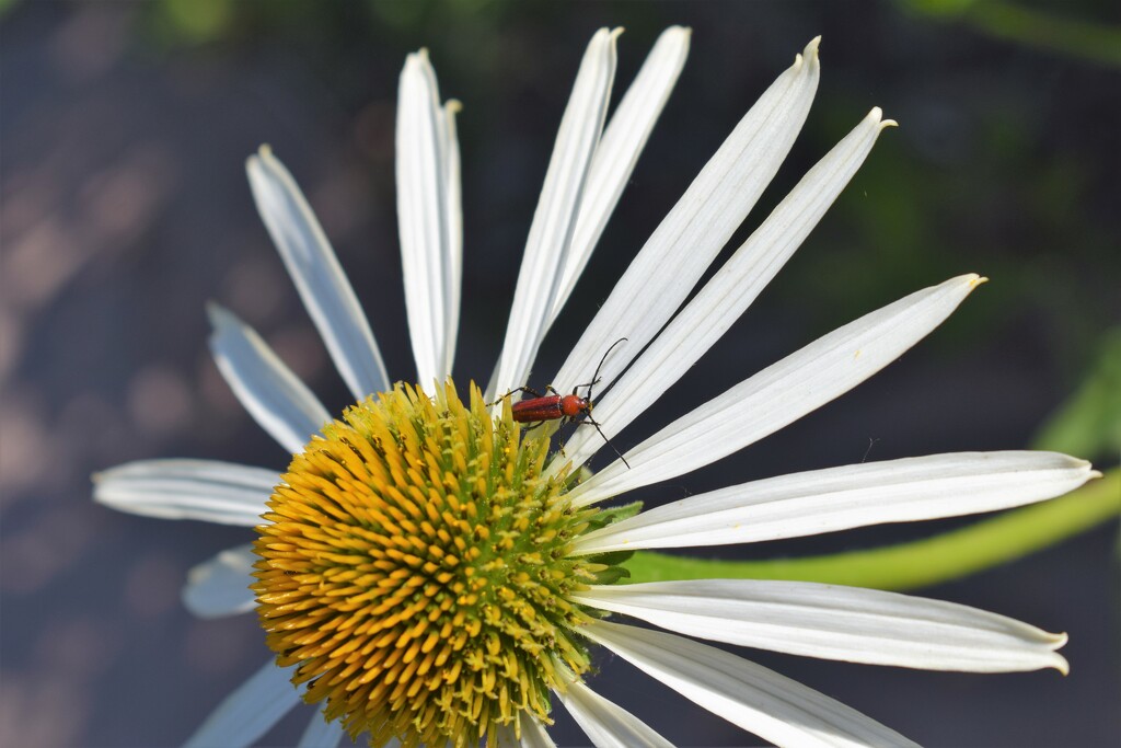 White Swan Echinacea with insect by sandlily
