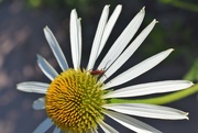 9th Jul 2021 - White Swan Echinacea with insect