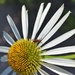 White Swan Echinacea with insect by sandlily