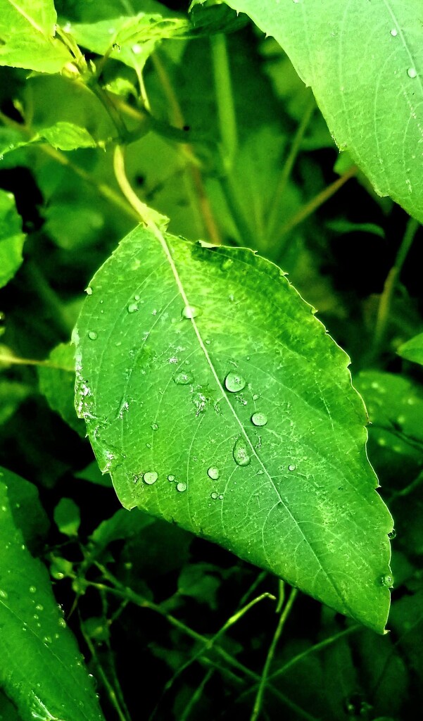 Rain Drops on Jewelweed Leaf by meotzi