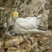 10th Jul 2021 - Gannet and chick