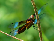 9th Jul 2021 - widow skimmer dragonfly 