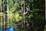 10th Jul 2021 -   Pond Reflections ~ 