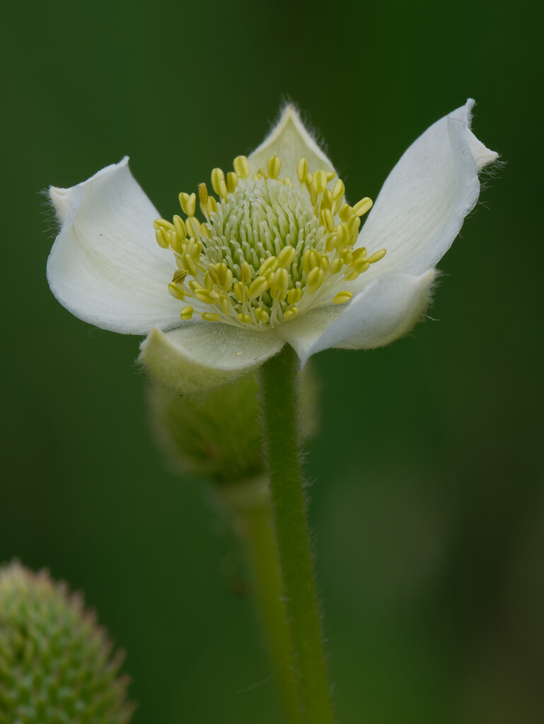 tall thimbleweed by rminer