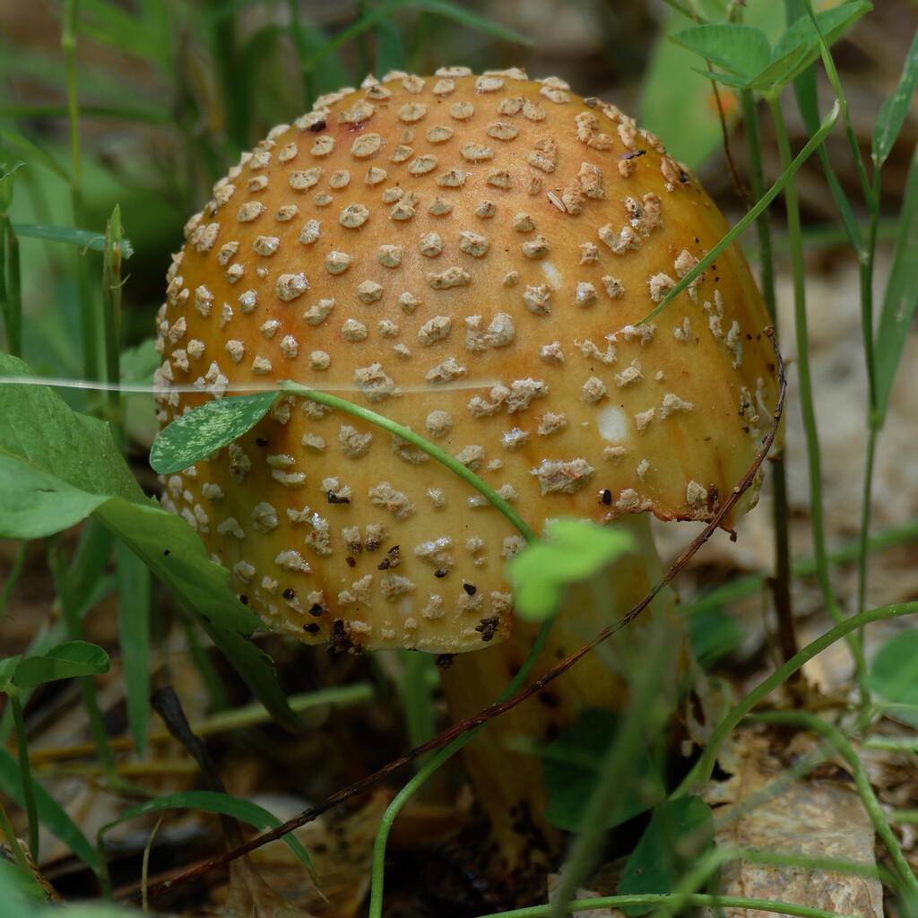 blusher mushroom by rminer