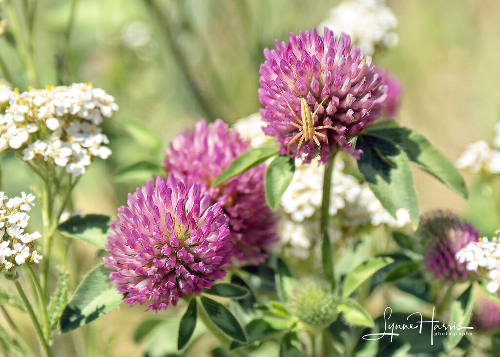 Wildflowers by lynne5477