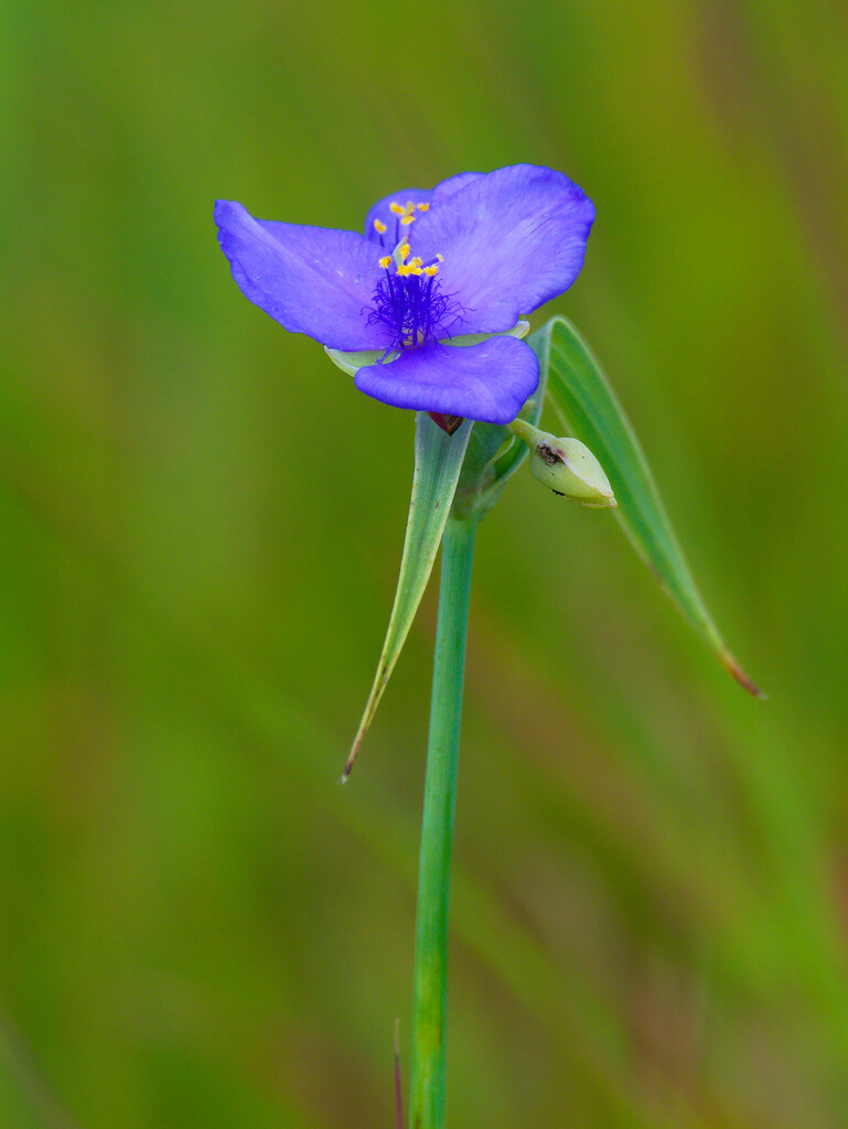 bluejacket spiderwort  by rminer