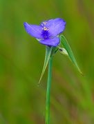 9th Jul 2021 - bluejacket spiderwort 