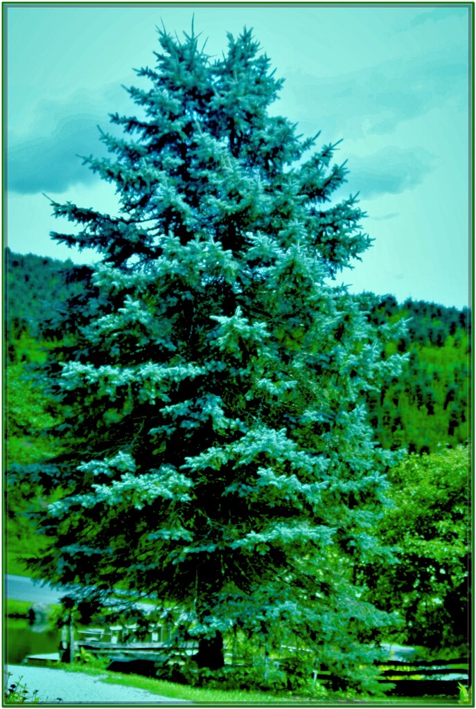 Blue Spruce by vernabeth