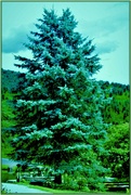 5th Jul 2021 - Blue Spruce