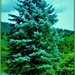 Blue Spruce by vernabeth