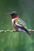 8th Jul 2021 - Male Ruby-throated Hummingbird