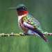 Male Ruby-throated Hummingbird by skipt07