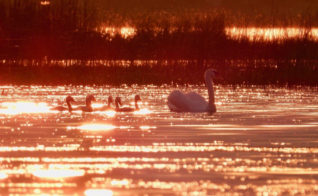 Swan Family at Sunset by frantackaberry