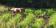 20th Jun 2021 - Momma and her Fawn