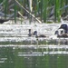 Wood Duck Family by frantackaberry