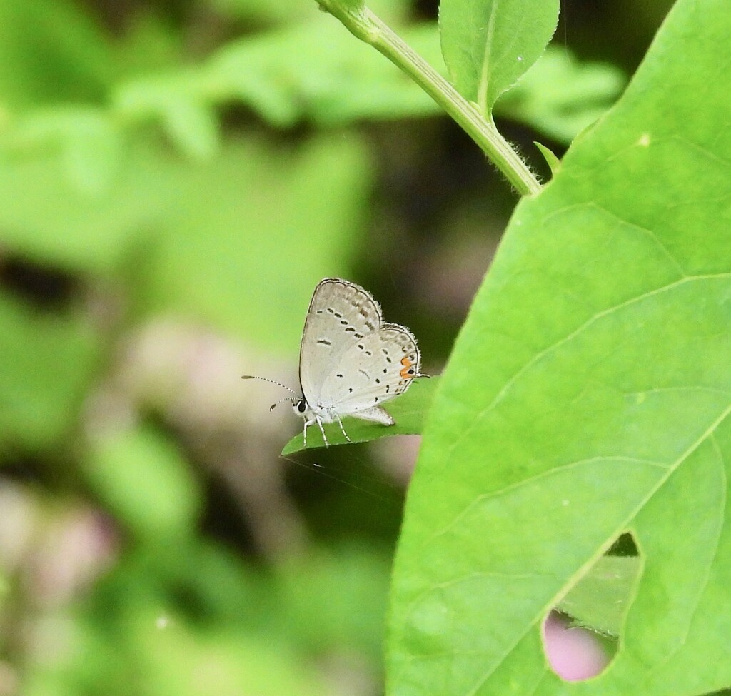 Eastern Tailed-Blue by frantackaberry