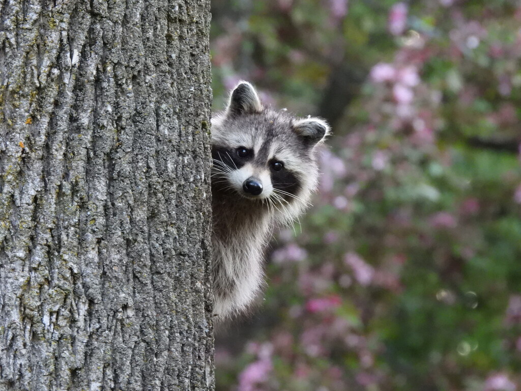 Curious Raccoon by frantackaberry