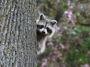24th May 2021 - Curious Raccoon