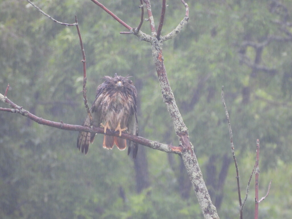 Drenched Red-Tailed Hawk by frantackaberry