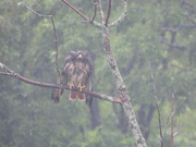 3rd Jun 2021 - Drenched Red-Tailed Hawk