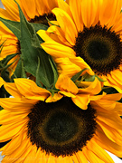 9th Jul 2021 - sunflower
