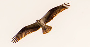 9th Jul 2021 - Osprey Flying Overhead!