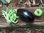 8th Jul 2021 - First eggplant