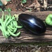 First eggplant by margonaut
