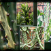 Euphorbia royleana