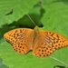 Silver-washed Fritillary by julienne1