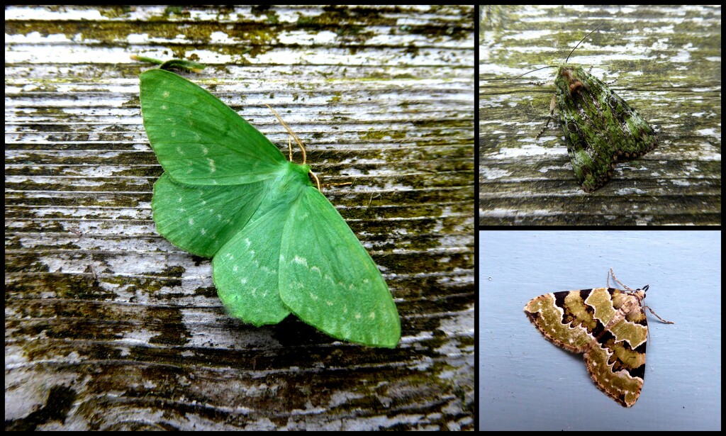Green moths by steveandkerry