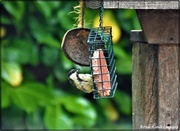 10th Jul 2021 - Enjoying the suet