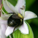 Fuzzy bottom bee by novab