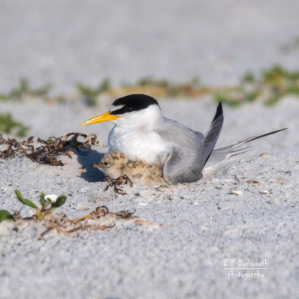 Least Tern and little one! by photographycrazy