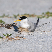 10th Jul 2021 - Least Tern and little one!