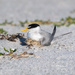Least Tern and little one! by photographycrazy