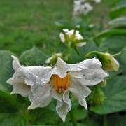 9th Jul 2021 - Potato flower
