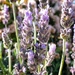 Lavender blooms by salza