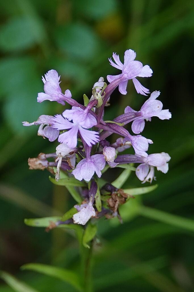Lesser Purple Fringed Orchid by annepann
