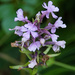 Lesser Purple Fringed Orchid by annepann