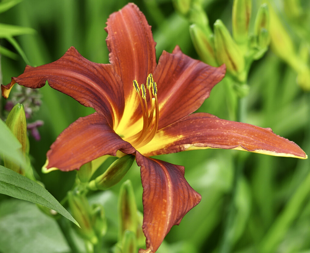 Day Lily by tonygig